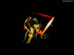 Pin By Samuel Wang On Rock Alice In Chains Layne Staley Alice