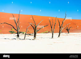 Image result for Cyphostemma hermannioides