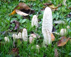 Leading jelly fungus sellers bring them to you right from farmers. Fungi Portraits