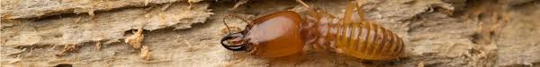 Determining who is responsible for managing the issue is complex. Termite Litigation Attorneys Attorneys In Mobile Al