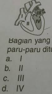 Paus ini dinamakan karena bahan putih susu spermaceti yang terdapat pada kepalanya, dan pada awalnya dikira sebagai sperma. 3 Perhatikan Gambar Berikut Bagian Yang Bertugas Memompa Darah Keparu Paru Ditunjukkan Oleh Nomor Brainly Co Id