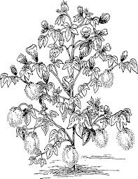 Amongst numerous benefits, it will teach your player to focus, to develop motor skills, and to help recognize colors. Free Image On Pixabay Tree Cotton Plants In 2021 Plant Coloring Pages Cotton Plant Printable Flower Coloring Pages