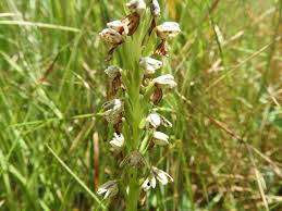 Image result for Brachycorythis inhambanensis