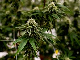 Weed delivery without medical card. With No Regulations For Delivery Weed Services Navigate Ag Pushback Nj Com