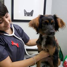Dogs and cats get their own private lobbies and wings. A Animal Clinic Veterinarian Grooming And Boarding In Fort Worth Tx