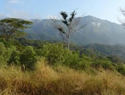 Image result for Otiophora pycnostachys