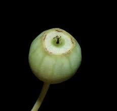 Image result for Helinus integrifolius