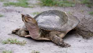 Muticus ), which occurs in the missouri river in southern north dakota, differs by lacking the ridge on the inner margin of each tubular nostril. Smooth Softshell Turtle All Turtles