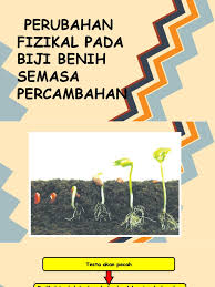 Benih harus bebas hama dan penyakit. Proses Percambahan Biji Benih Tingkatan 1