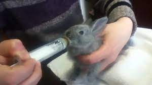 Bottle Feeding Orphaned Baby Rabbit Baby Bunnies Care Bottle Feeding Newborn Pet Bunny