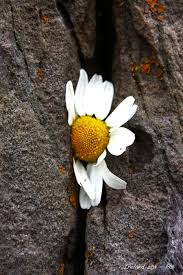 Fiore nella pietra