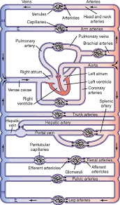 Lucidchart is a visual workspace that combines diagramming our circuit drawing software lets you easily construct any type of circuit diagram with dedicated shape libraries. Overview Of Circulation Basicmedical Key