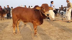 Share to twitter share to facebook share to pinterest. Fateh Jang Bakra Mandi