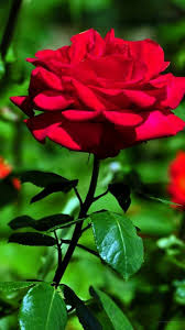 Our floral photography provides you with a diverse variety of flowers ranging from beautiful red roses to colorful tulips to graceful orchids. Sign In Beautiful Rose Flowers Rose Flower Wallpaper Beautiful Roses