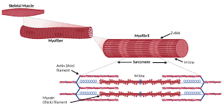 The role of pre-receptor glucocorticoid metabolism in chronic inflammatory  disease-associated muscle atrophy