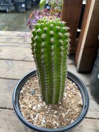 Image result for Strabomantis cornutus