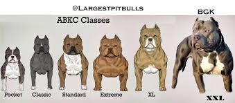 Discover over 113 of our best selection of 1 on aliexpress.com with. Pitbull Dog Pitbull Dog Xxl Size