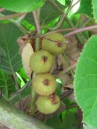Kiwi Zuchten Und Anbauen Pflanzen Im Gewachshaus Im Garten Und Auf Dem Balkon Pflanzen Exotische Pflanzen Garten Pflanzen