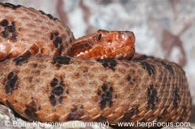 Diese art ist durch eine feine sprenkelung des körpers und des kopfes gekennzeichnet Sistrurus Miliarius The Reptile Database