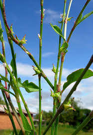 Image result for Oxygonum