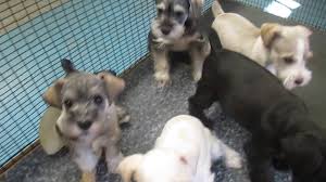 Miniature schnauzer puppies for sale. Miniature Schnauzer Puppies For Sale In Pa Youtube
