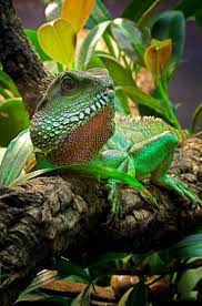 Chinese Water Dragon Care Sheet | Chinese Water Dragon, Water Dragon Pet, Water  Dragon