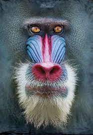 T Shirt Big Face Mandrill Baboon Mandrill Monkey Mandrill Baboon