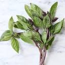 What is Thai Basil? + How To Use It In Recipes - WhitneyBond.com