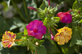 The blooms open late in the afternoon or evening, hence the common name 4 o'clock. Four O Clock Plant Care Growing Guide