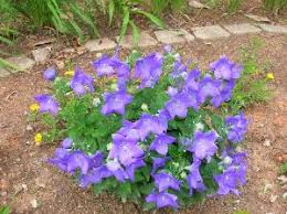 Typically, you can simply cover the plant in an inch or two of mulch to protect it, but you can also use compost or leaves that fall from the trees to cover the plants and keep them moist and warm all winter. Balloon Flower Walter Reeves The Georgia Gardener