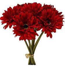 Diese tropischen blüten sind in ihrer heimat südafrika mehrjährig, werden aber in jährlichen beeten im norden verwendet. Amazon Com Sweet Home Deco 13 Silk Artificial Gerbera Daisy Flower Bunch W 7stems 7 Flower Heads Home Wedding Red Home Kitchen