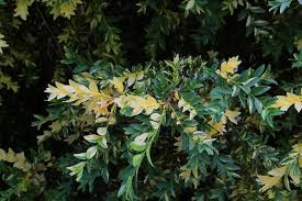 Image result for Buxus acutata