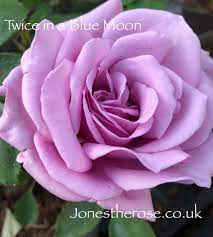 There are 10956 blue moon roses for sale on etsy, and they cost $94.01 on average. Twice In A Blue Moon