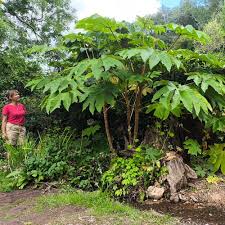 Image result for Tetrapanax