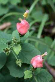 Image result for Malvaviscus