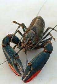 Lobster air tawar (cherax quadricarinatus) memiliki tubuh yang terbagi menjadi dua bagian, yaitu kepala dada (cephalothoraks) dan badan (abdomen). 23 Makanan Atau Pakan Lobster Air Tawar Yang Baik Bila Anda Memelihara Lobster Air Tawar Baik Itu Budidaya Maupun Ikan Hias Te Ikan Air Tawar Ikan Air Tawar