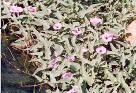 Image result for Ipomoea aquatica