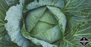 I generally won't use them unless i see the bugs in my food garden or orchard. How Do I Keep Bugs From Eating My Cabbage Plants Gardening Channel