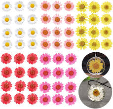 We did not find results for: Buy 60pcs Real Dried Pressed Flowers Dried Daisy Flowers For Art Craft Diy Natural Dried Flower For Resin Soap And Candle Making Rose Pink Red White Yellow Online In Vietnam B08tvjzk94