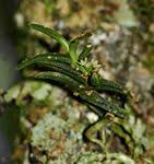 Image result for Habenaria debeerstiana
