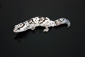 Black And White Striped Leopard Gecko Pin On Fat Tailed Geckos