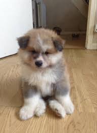 Popular designer breeds include the puggle (pug and beagle), ori pei (pug and chinese shar pei), and poodle mixes such as the labradoodle (includes labrador retriever), goldendoodle (includes golden retriever), and yorki poo. Akita German Shepherd Mix Puppy Dogs Breeds And Everything About Our Best Friends