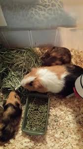 We are a large group of long haired guinea pigs. Fur How Can I Tell If Baby Guinea Pigs Are Long Or Short Haired