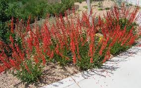 Large, tubular flowers are a favorite nectar source for bumblebees. Firecracker Penstemon Penstemon Eatonii 10 40 Tall Drought Tolerant Trees Forest Plants Plants