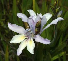 Image result for Babiana bainesii