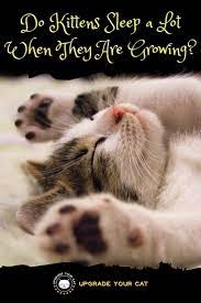 Do kittens sleep a lot. Do Kittens Sleep A Lot When They Are Growing Yup A Lot Upgrade Your Cat