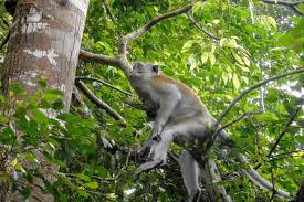 From jerantut you can then transfer to most buses bound for taman negara depart kuala lumpur from pekeliling bus terminal. Taman Negara National Park Tour From Kuala Lumpur With Canopy Walk Wilayah Persekutuan Tripadvisor