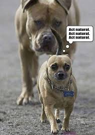 Pin By Laurel Pulvers Design On Funny Shit Animal Humour Funny Animals Funny Animal Pictures