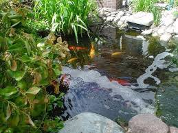 It's known as the taro plant and some people eat taro root, and it is sometimes grown as an ornamental landscaping plant in their great plant and awesome customer service! Fish Gotta Swim Plants Gotta Thrive The Denver Post