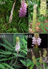 Image result for Uraria